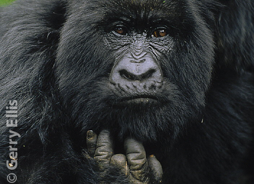 Pandora - mountain gorilla